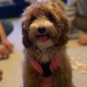 Meet your Posher, Jamie